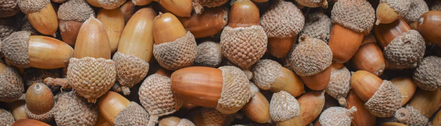 Acorns