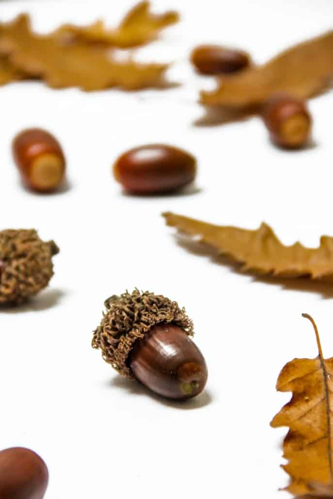 Acorns